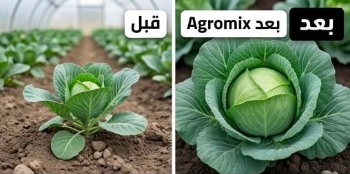 ملفوف — قبل وبعد أجروميكس