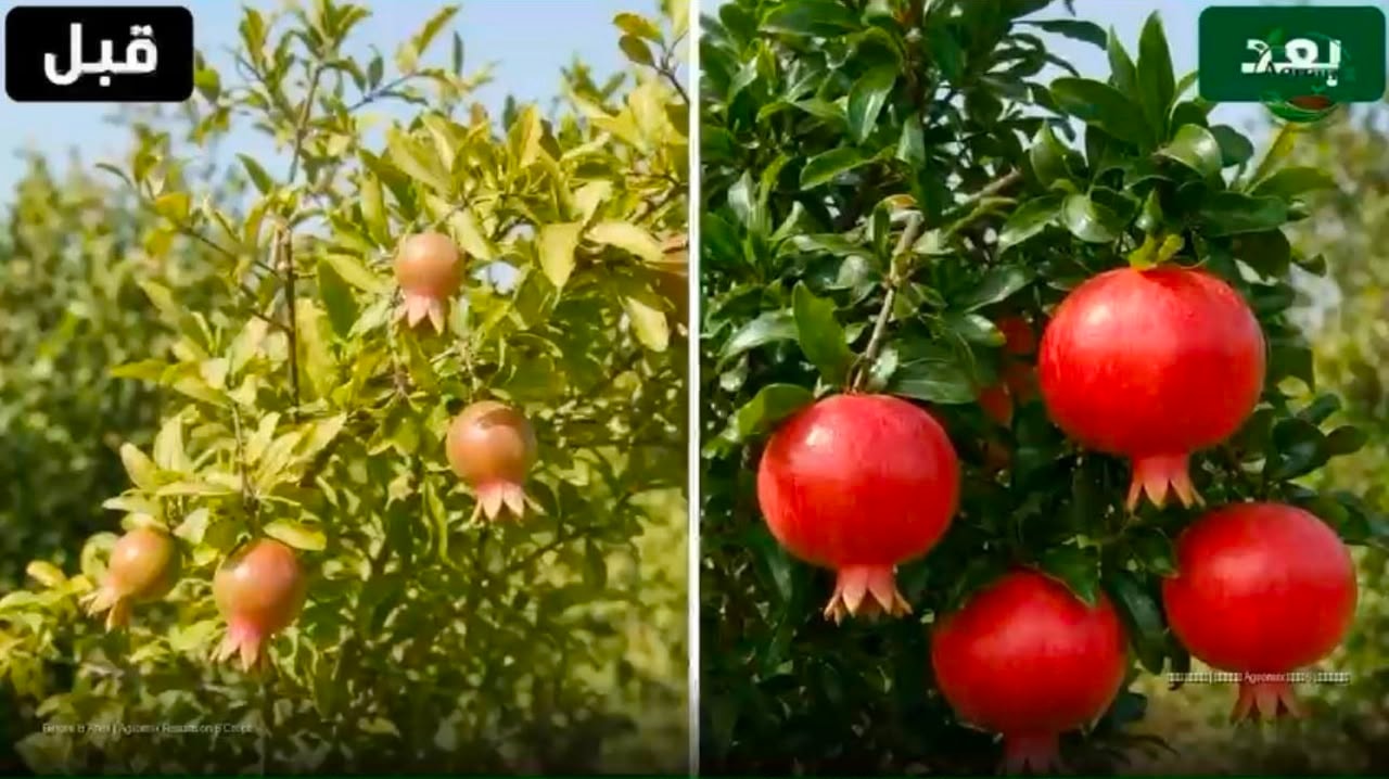 Fresh apples